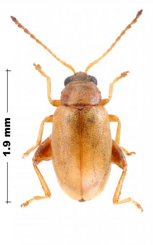 Longitarsus pratensis